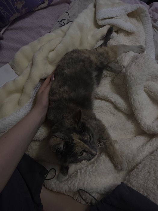 Отдаем кошку в хорошие руки