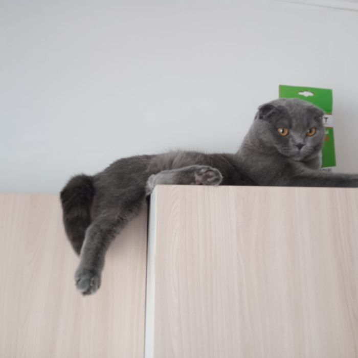 Вязка кота Британца