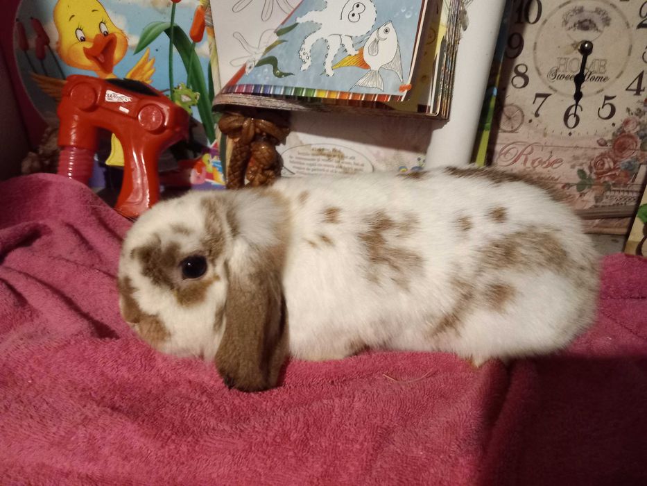 Iepure Berbec Pitic de Companie Mini Toys