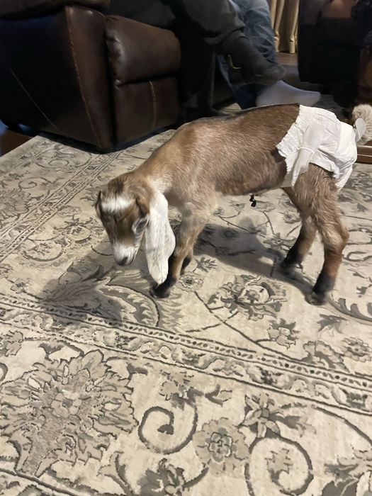 Ieduță anglo-nubiană