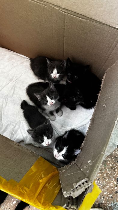 Отдам котят в добрые руки