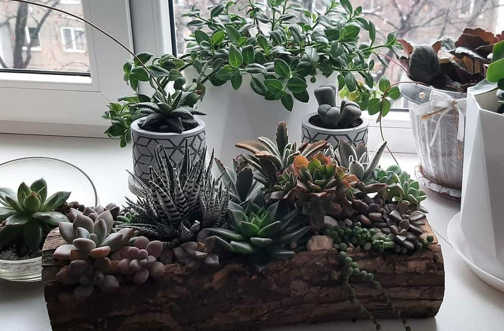 Комнатные цветы отростками