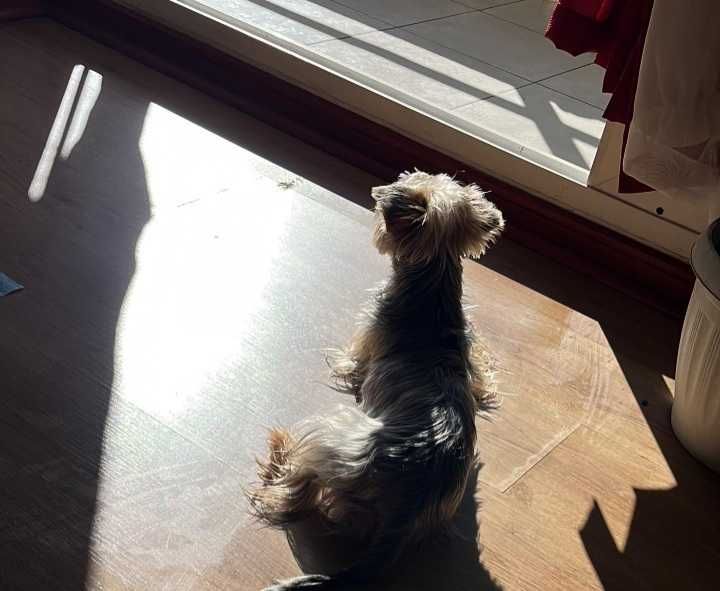 Продам Йоркширского терьера