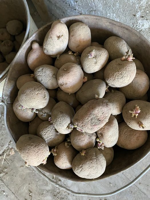 Продам семенной картофель 1000 т за ведро
