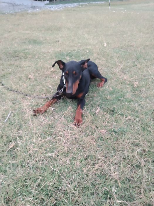 Oladiganla tel qila omasalarib tel qilib  bezovta qimela it 1yoshi