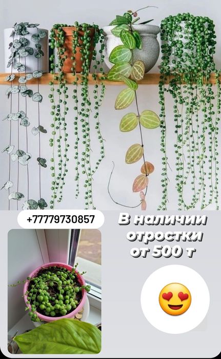 Самые лучшие цветы