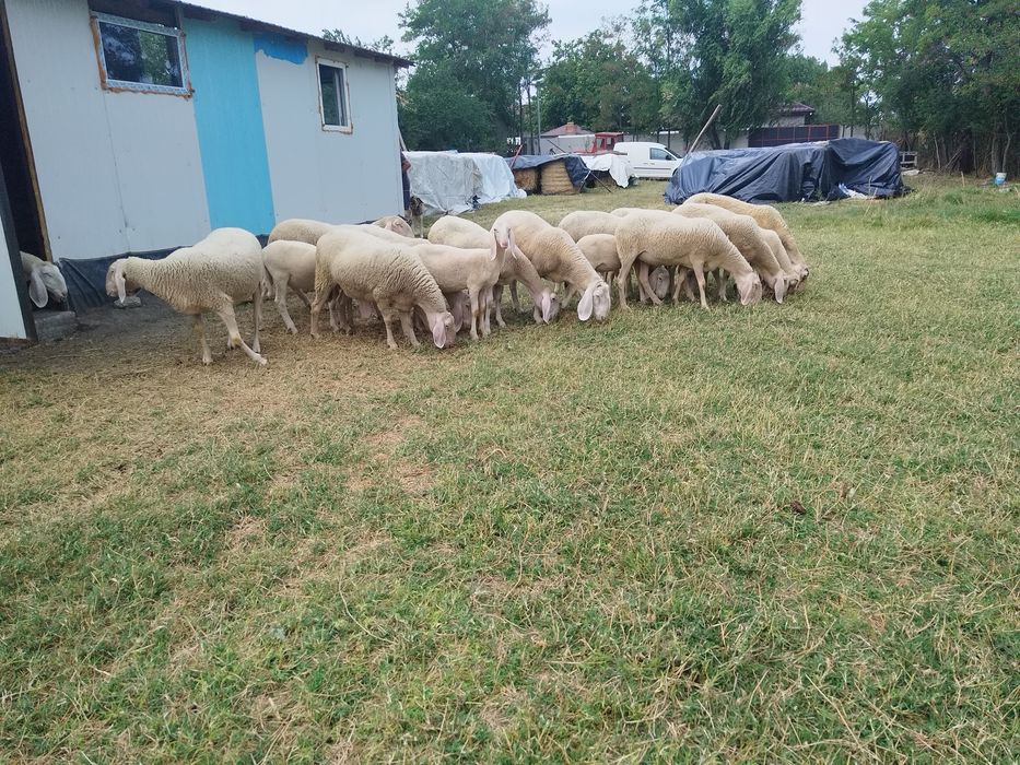 Oi bergamasca rasa pura