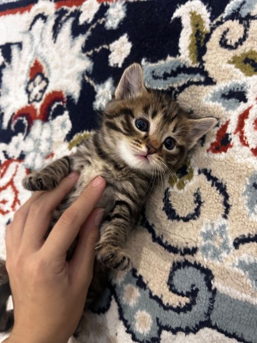Шотландские котята — мальчик и девочка