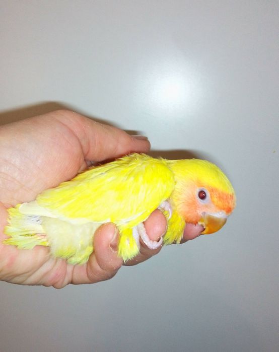 Неразлучники малыши  2 месяца