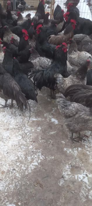 Găini și cocoș Austrolop de vânzare
