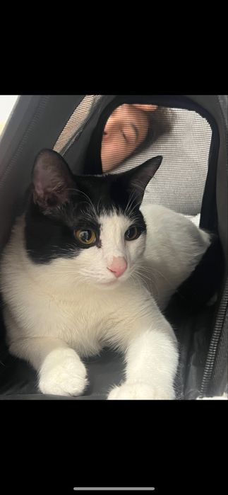 Отдам кота в хорошие руки