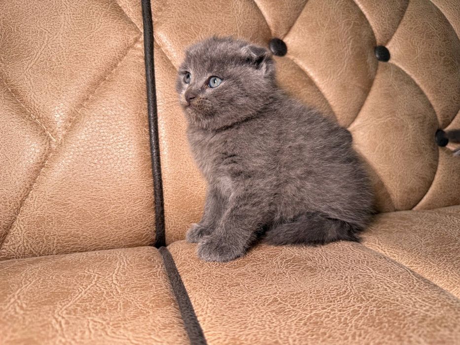 котенок скотиш фолд мальчик