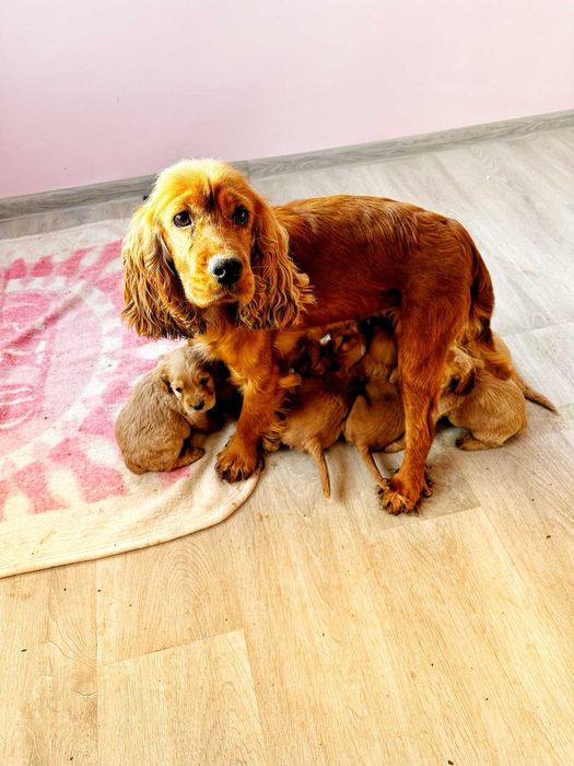 Продавам кокер шпаньоли