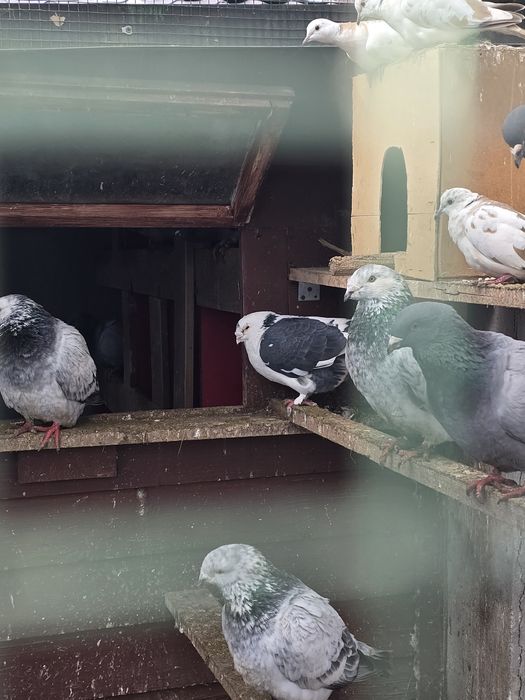 Turturele rozatoare si voiajori standard de vanzare