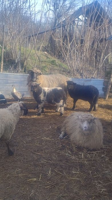 de vânzare oaie cu mieii mari