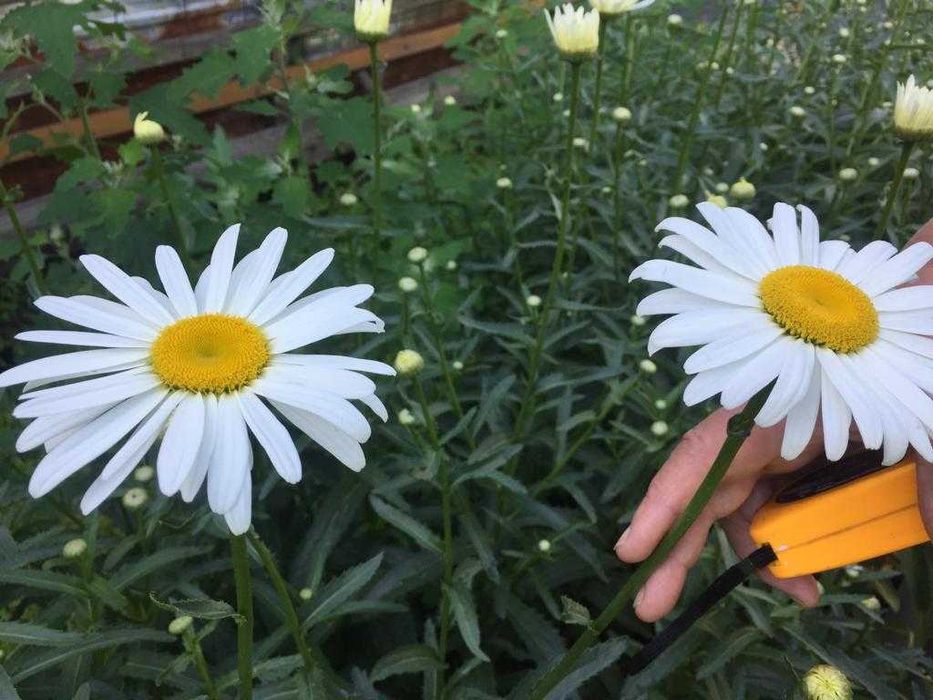 Ромашка, диаметр цветка 10см