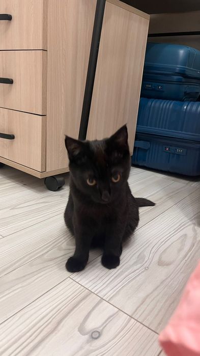 Котенок мальчик 3,5