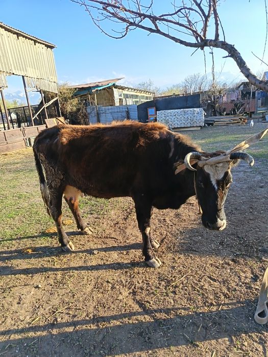 Продам молочную корову