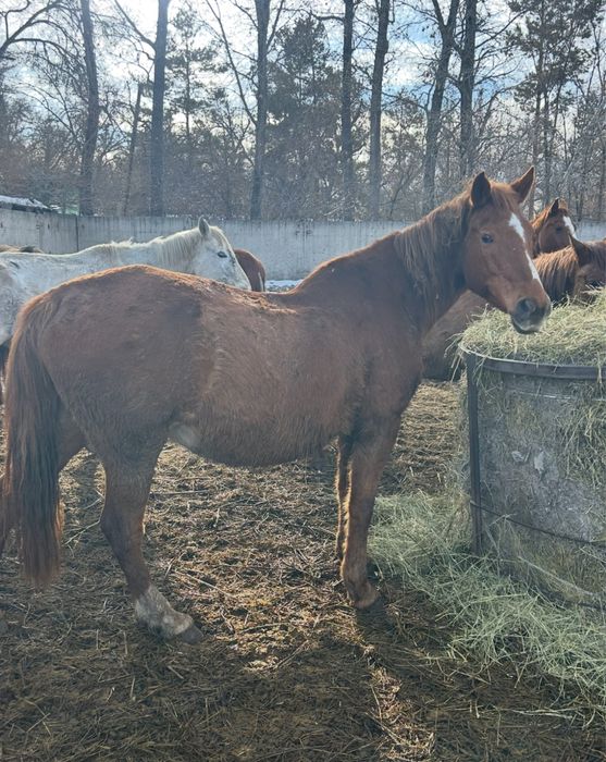 Кобылы биелер согым
