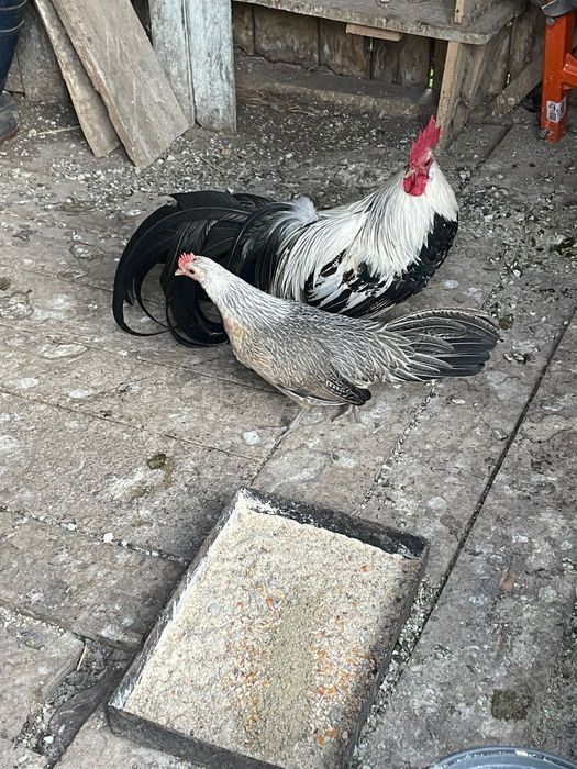 Vând găini phoenix