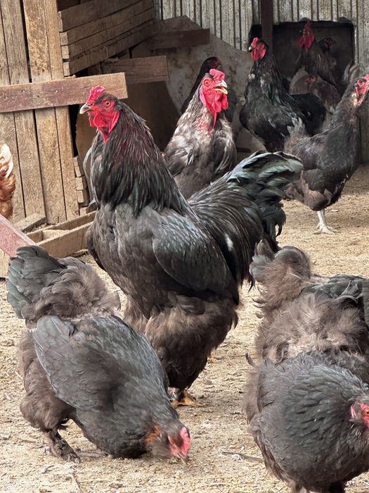 Петухи брама молодые