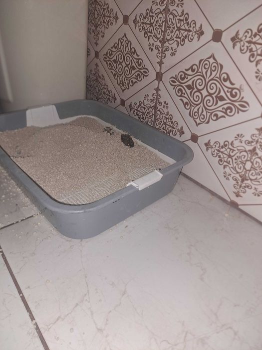 Отдам кота в добрые руки