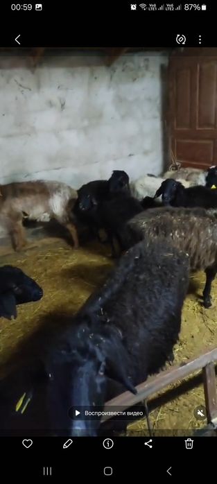 Қой Ешкі Баран Козлы