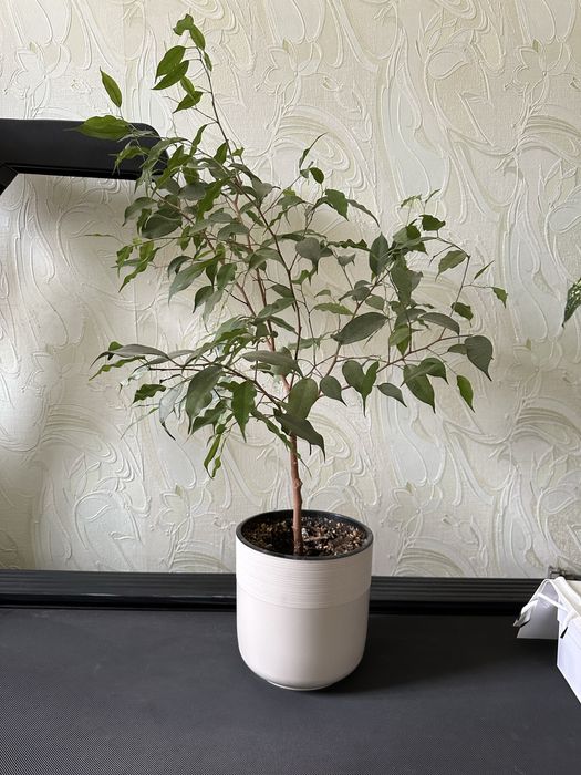 Фикусы Бенджамина