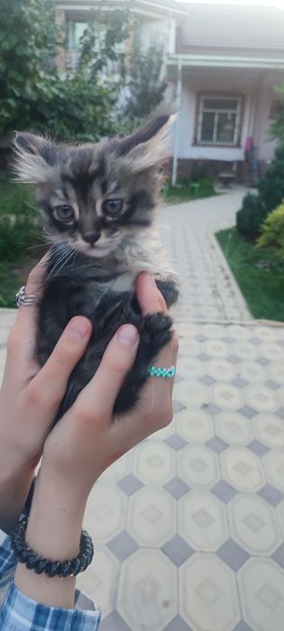 Отдам котят бесплатно в добрые руки