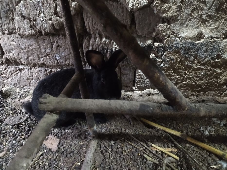 Кролики крупные фландер