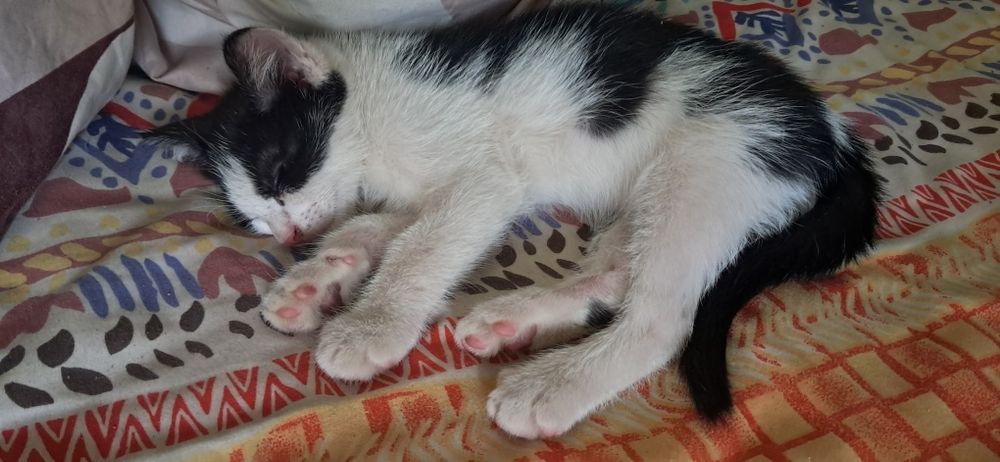 Котята в добрые руки .