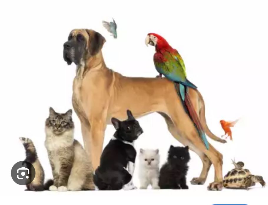 Гледане на домашни любимци