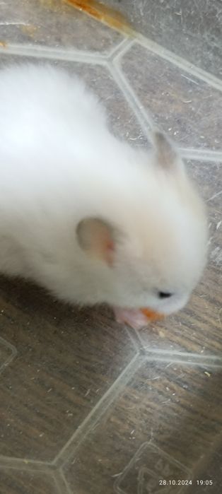 , Хомячки сирийские!Дети пять недель!