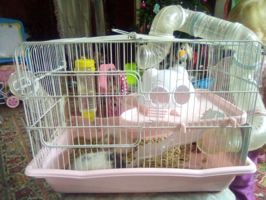 Серийский хомяк девочка и большая клетка