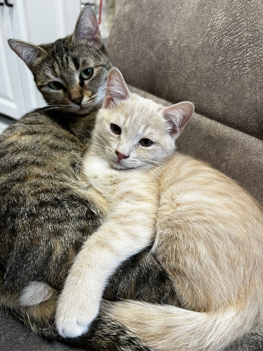 Котята в добрые руки