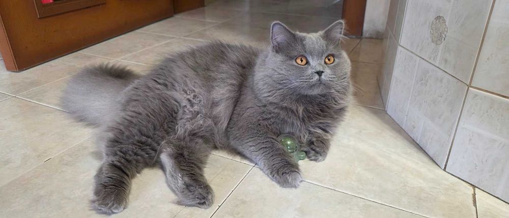 Британска дългокосместа мъжка котка