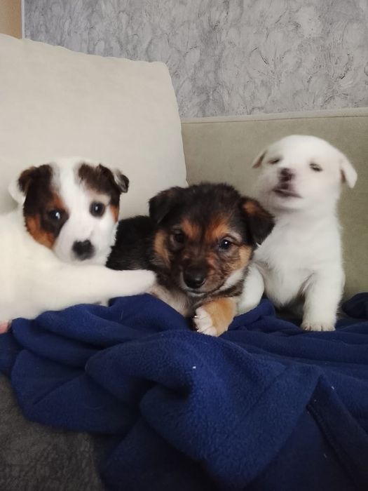 Щенки большой выбор