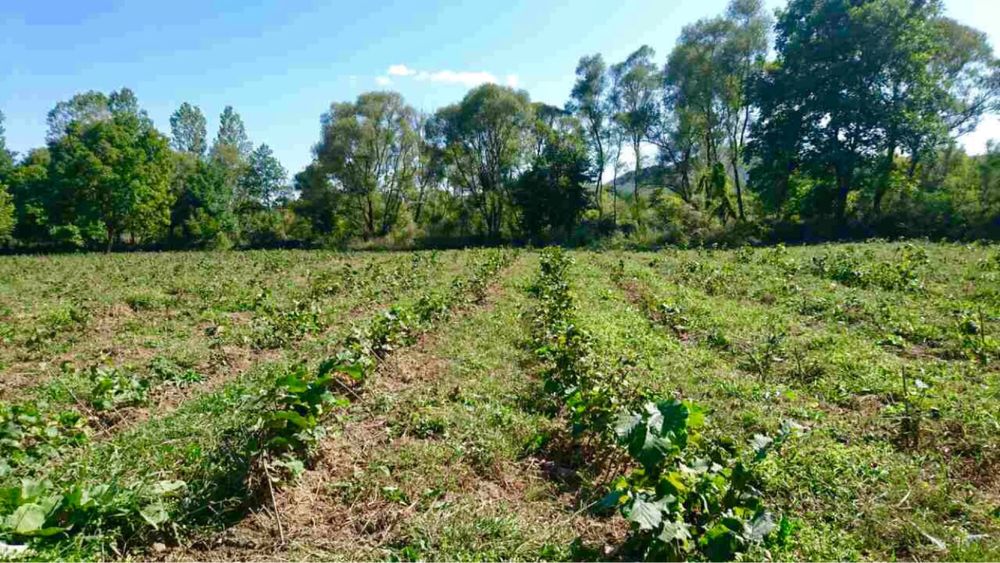 Дръвчета , разсад  фиданки лешник  сертификат до 100 000 бр на сезон