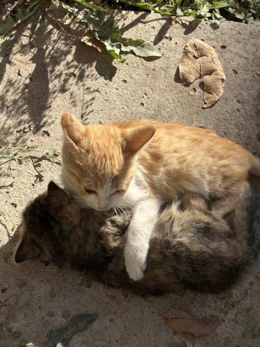 милые котята бесплатно