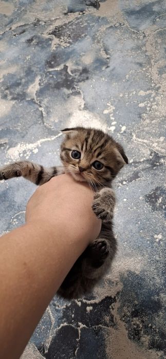 Замечательные котята шотландские
