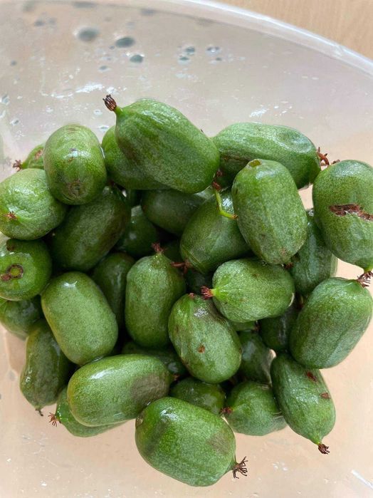 Киви Actinidia arguta Issai - МИНИ КИВИ