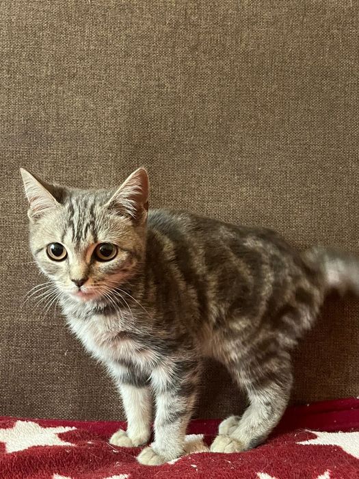 отдам котенка в добрые руки