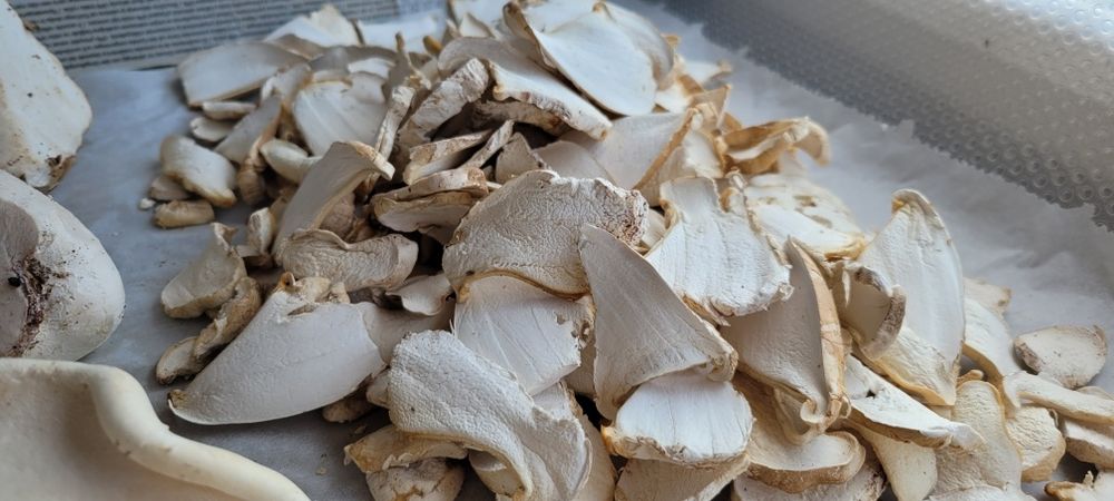 Văcălie de mesteacăn proaspătă – Iasca mesteacănului – Piptoporus betulinus
