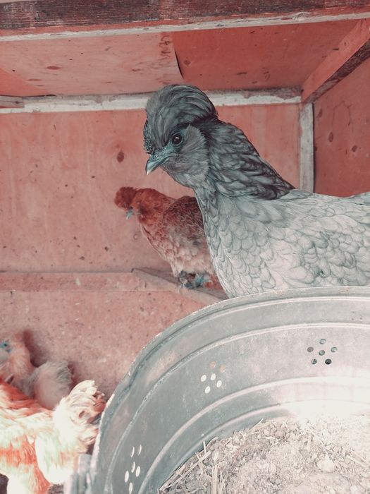 Yaponcha tuxumlari bor