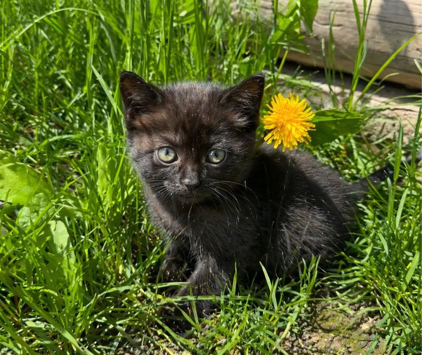 Отдам котёнка в добрые руки