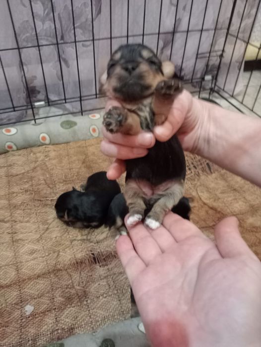 Йоркширский терьер