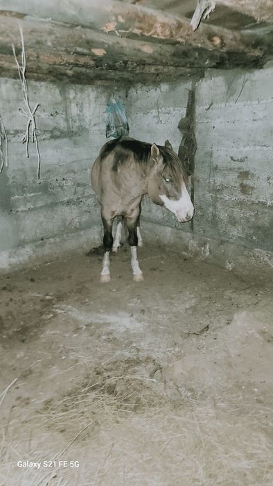 Айғыр сатылады үйір ұстайтын