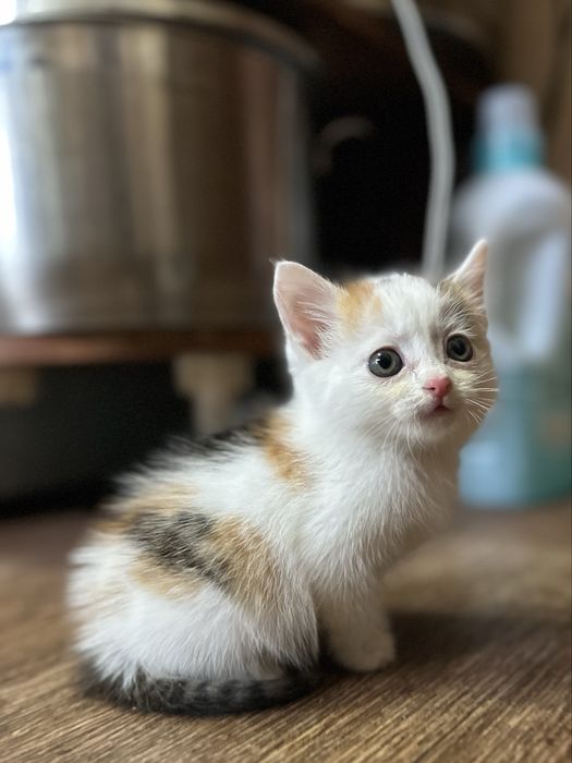 Отдам котят в хорошие руки
