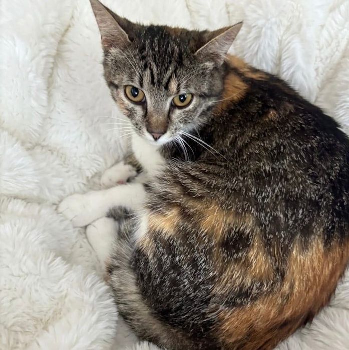 Adopție Princess   - Fetita Sterilizata