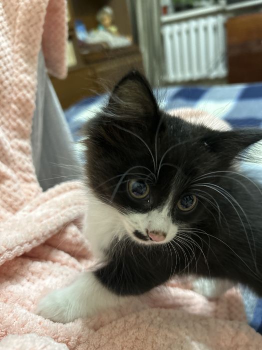 Котенок ищет новый дом